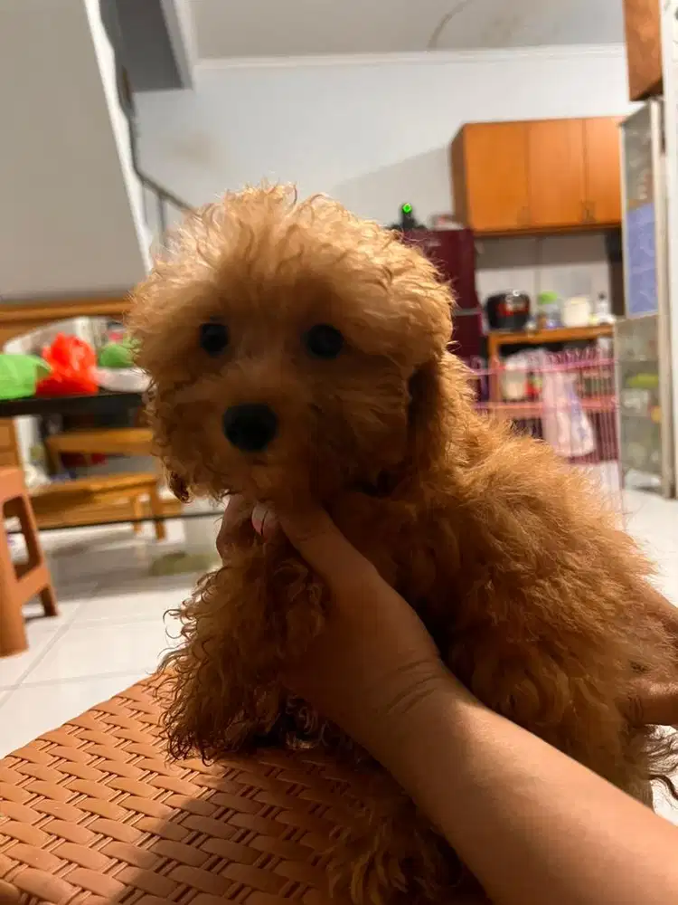 Poodle ras asli
