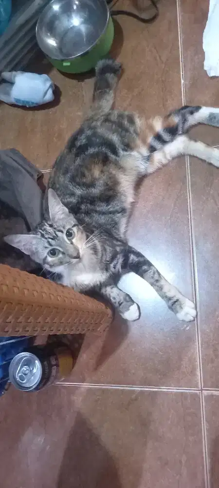 Kucing Coklat Female