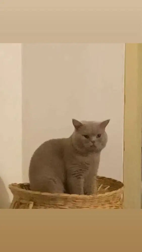 Jasa pacak Kucing British Shorthair