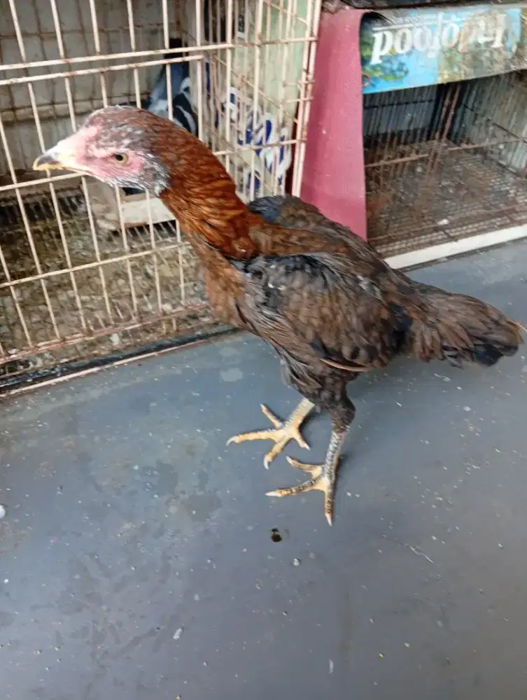 Ayam bangkok betina