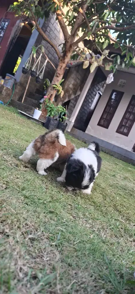 Puppy shitzu betina