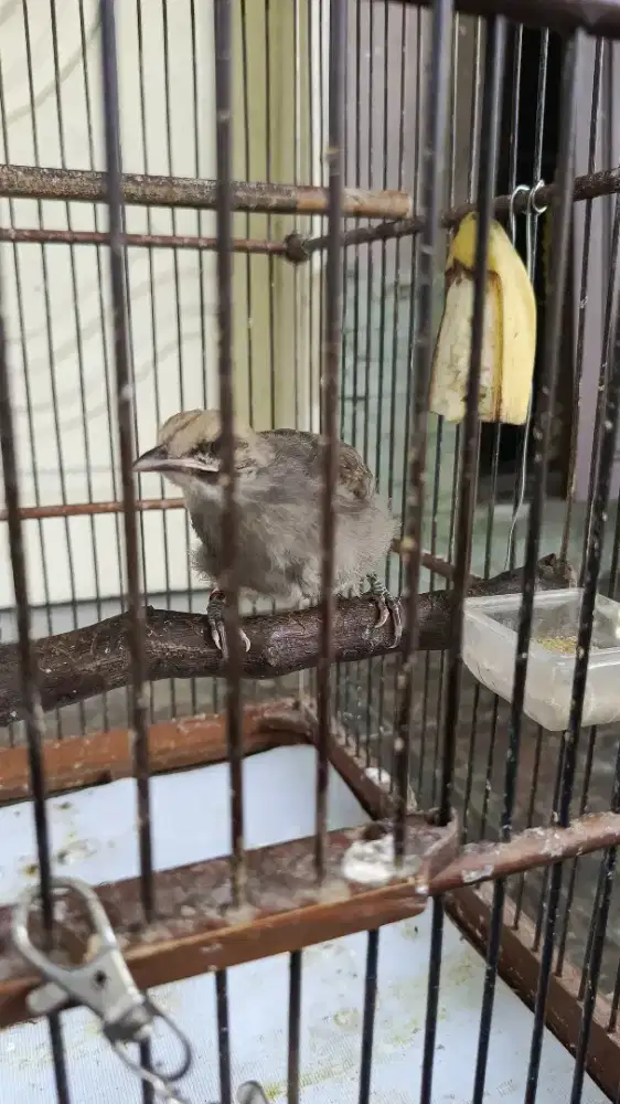BURUNG CUCAKROWO