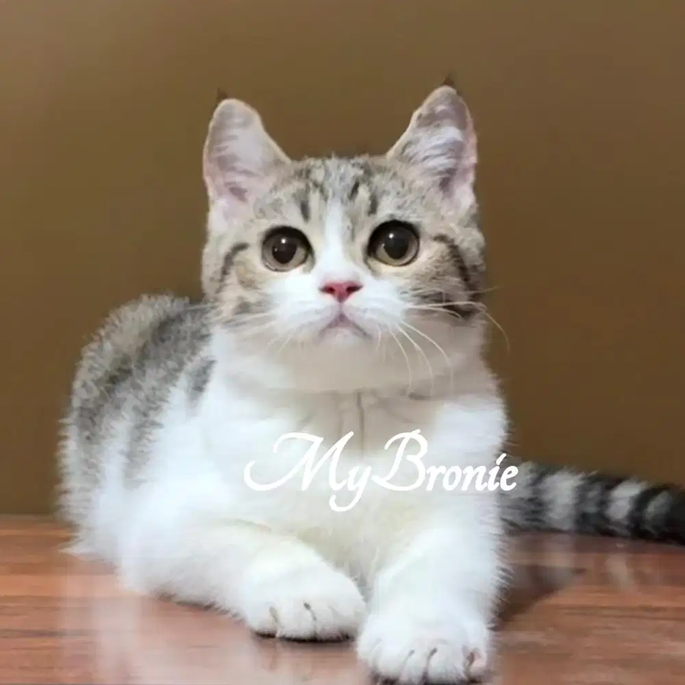 Kucing scottish straight betina cantik