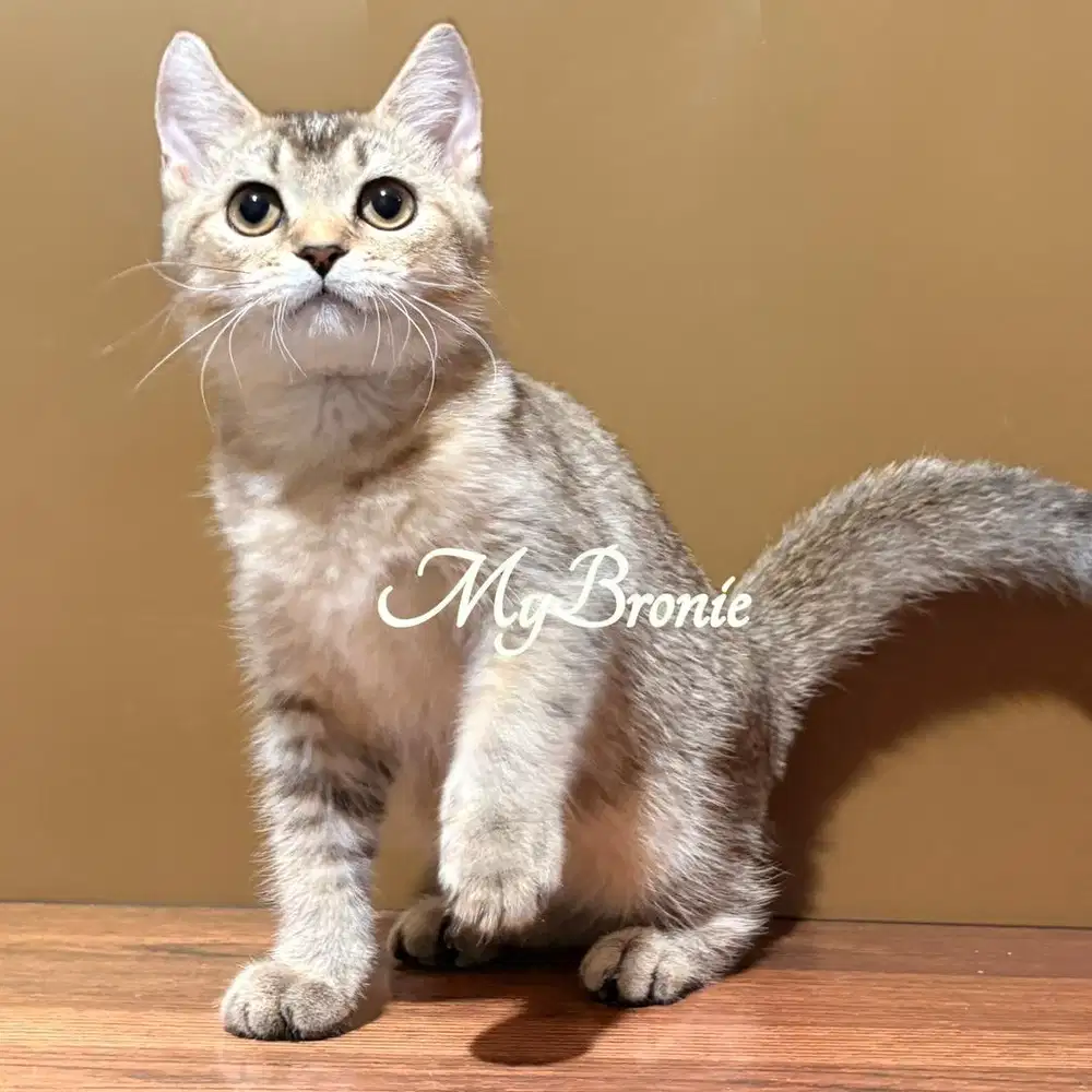 Kucing scottish straight black golden