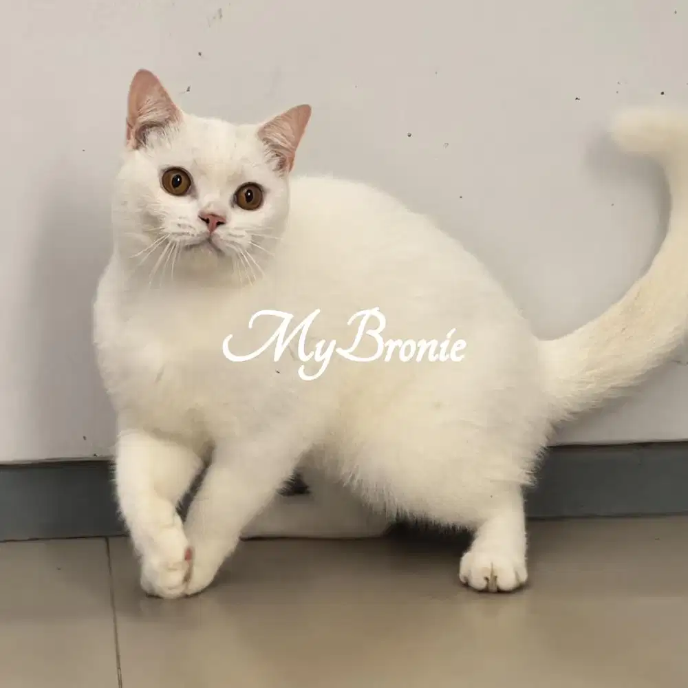 Kucing british shorthair murmerrrr ada minus