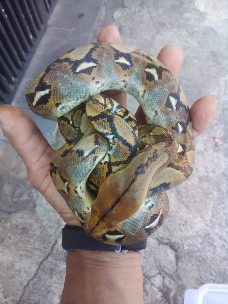 Ular Samca Kembang anakan