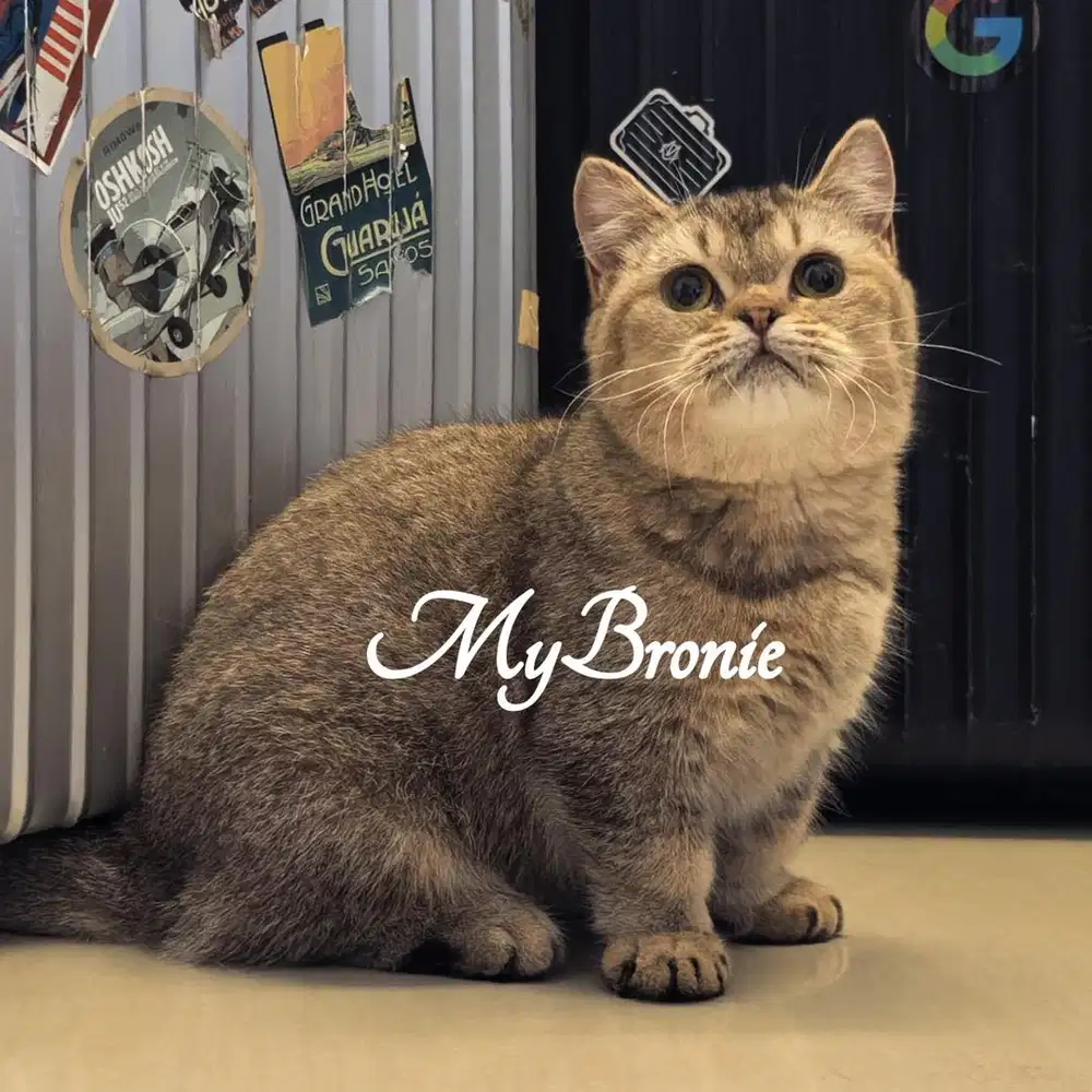 Kucing munchkin british shorthair betina