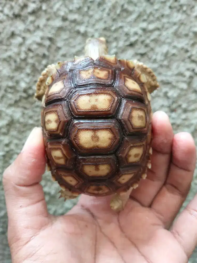 Sulcata baby 7.5 cm