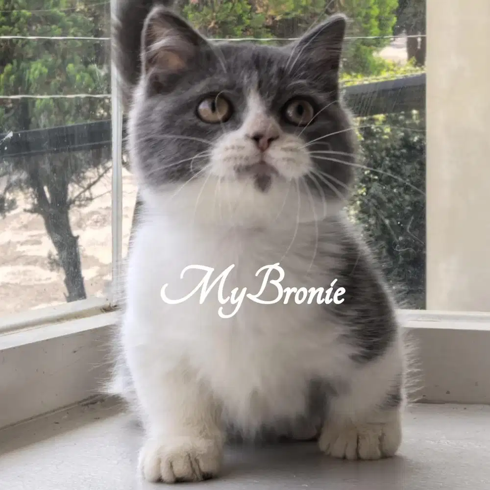 Kucing munchkin british shorthair betina