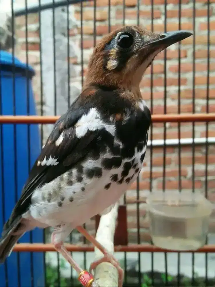 Trotol anis kembang jalu mutasi dewasa ngemplong