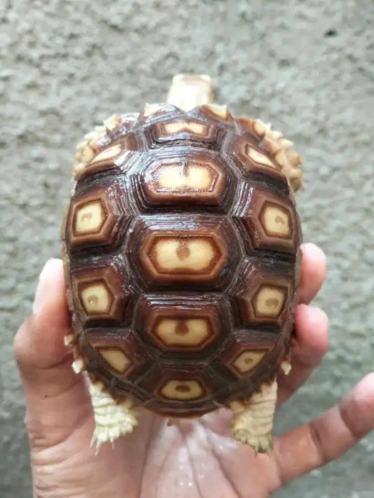 Sulcata baby size 9cm