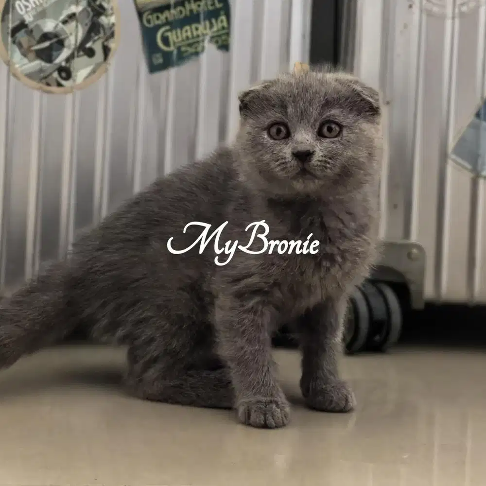 Kucing scottish fold betina