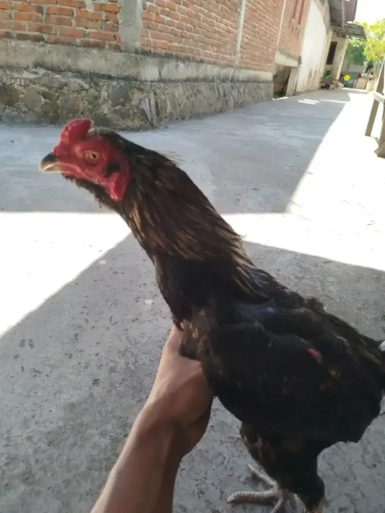 Jual ayam pakoy