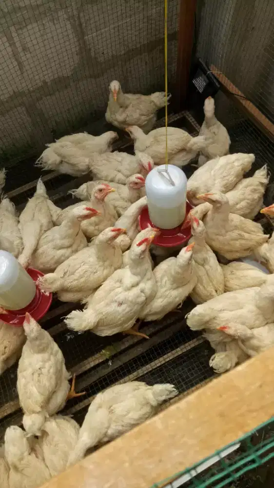 SEDIA AYAM POTONG HIDUP (BROILER)