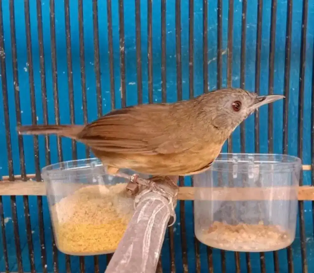 Wamin wambi mini jalu rawatan nyada