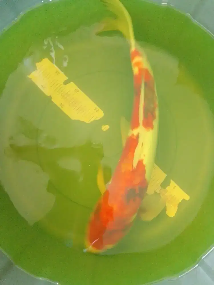 Ikan koi jenis Showa Doitsu 45cm