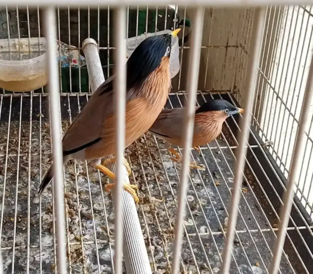 Jalak india/brahmana sajodo tacan rajin nyada