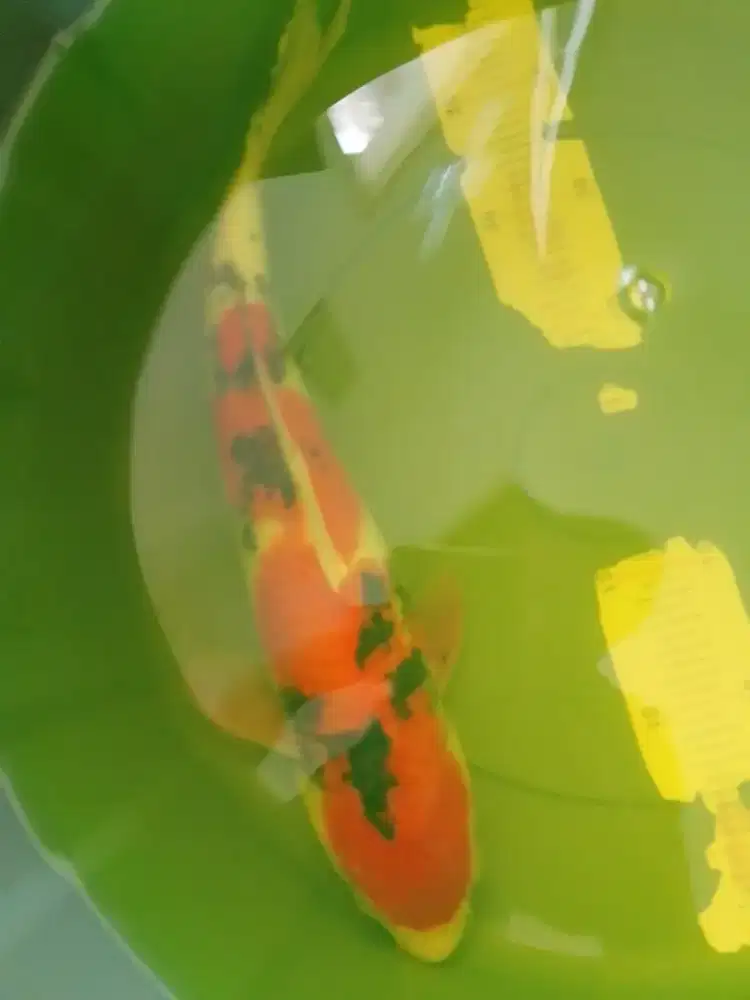 Ikan koi jenis Sanke 37cm pola bagus