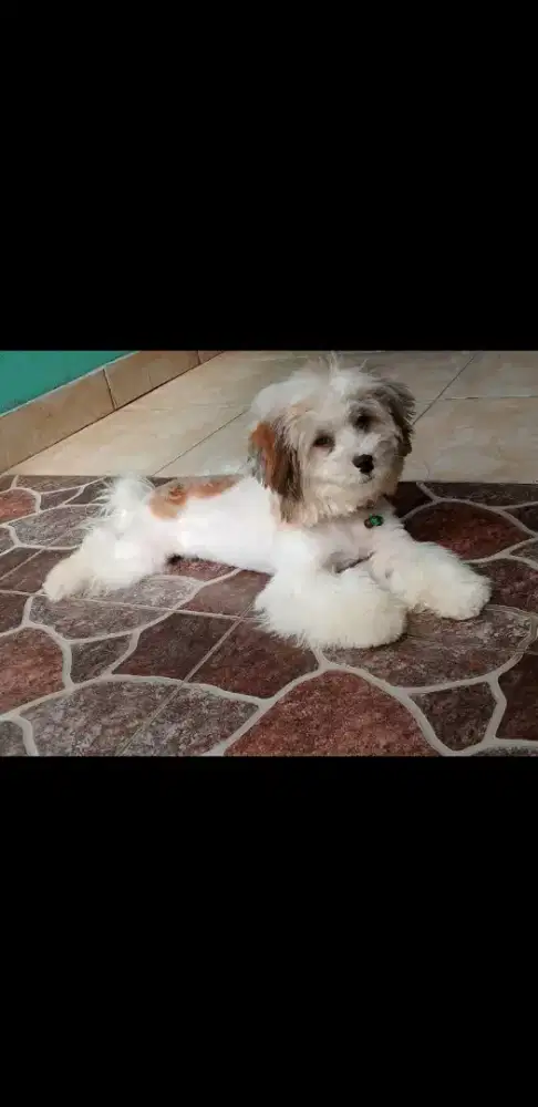 lepas adop dogie shitsu poodle