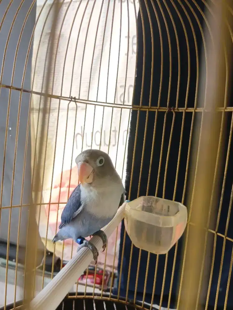 Burung lovebird blue violet