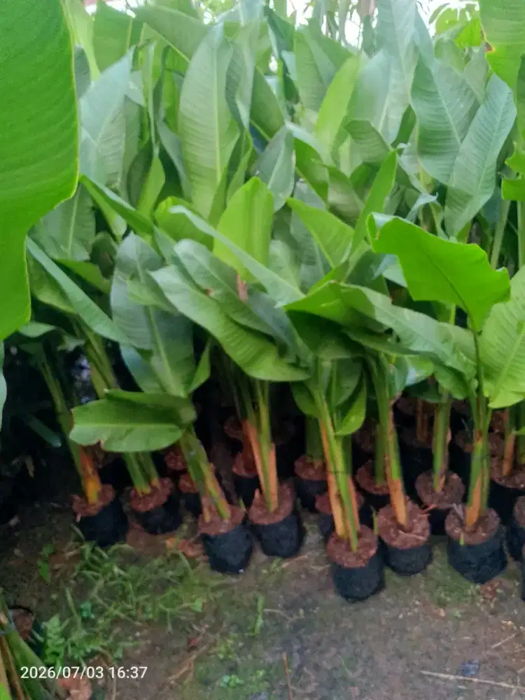 Tanaman hias pisang karibay