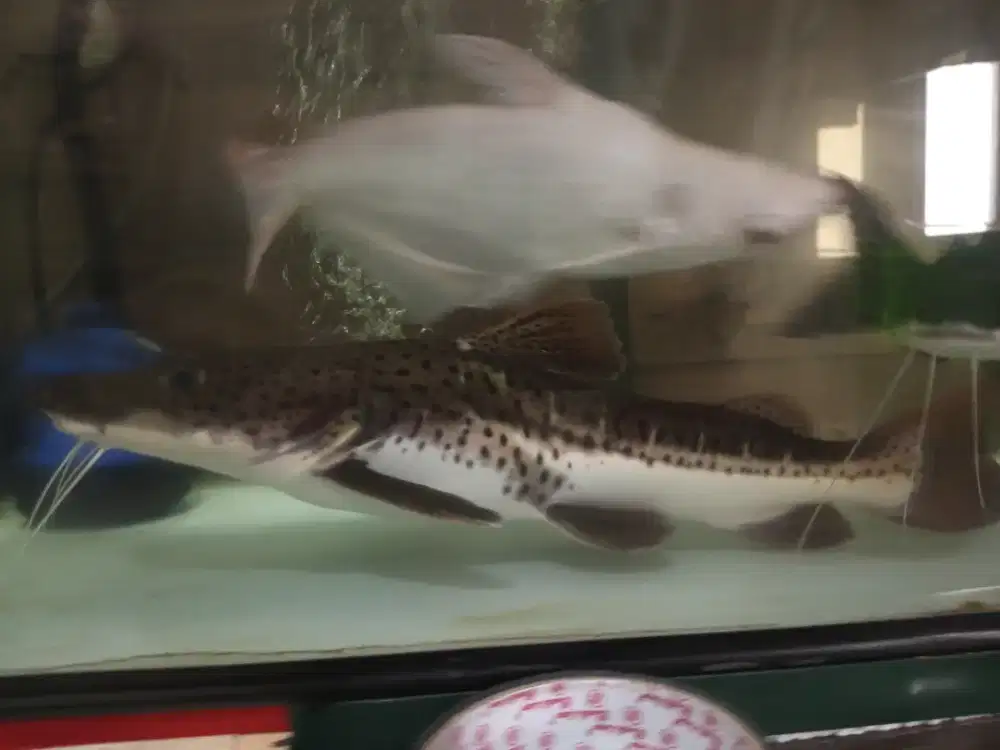 Ikan Leopard size 40