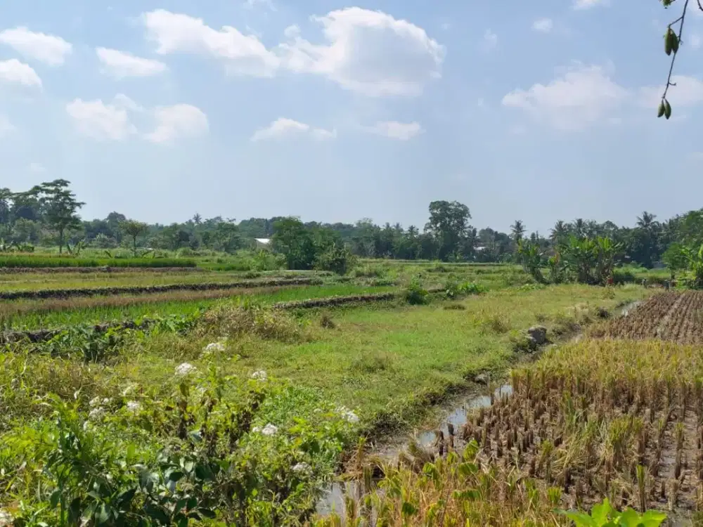 Sawah Murah Dekat Pasar Durian Kemalang, Klaten