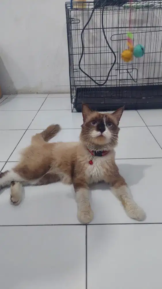 Kucing Siam x mainecoon jantan