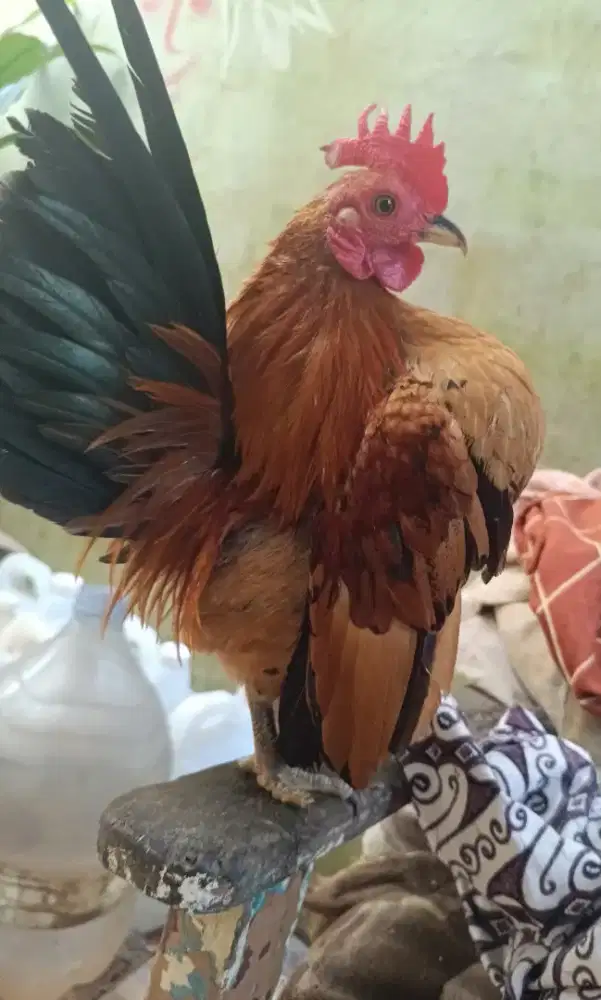 Ayam serama jantan bukan Kate