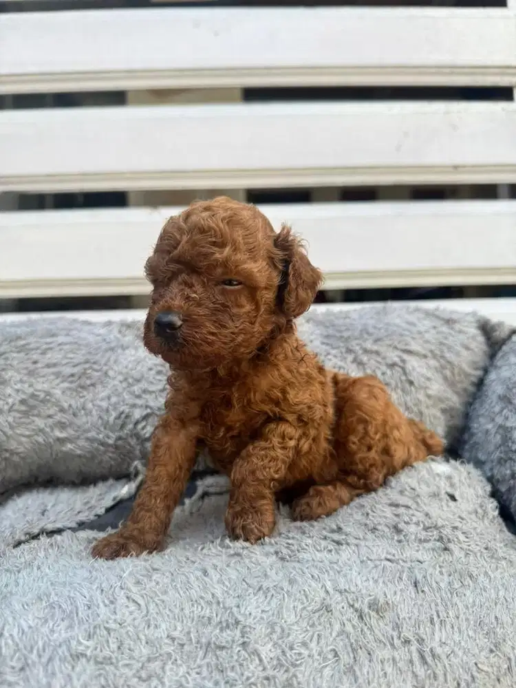Poodle podle pudel