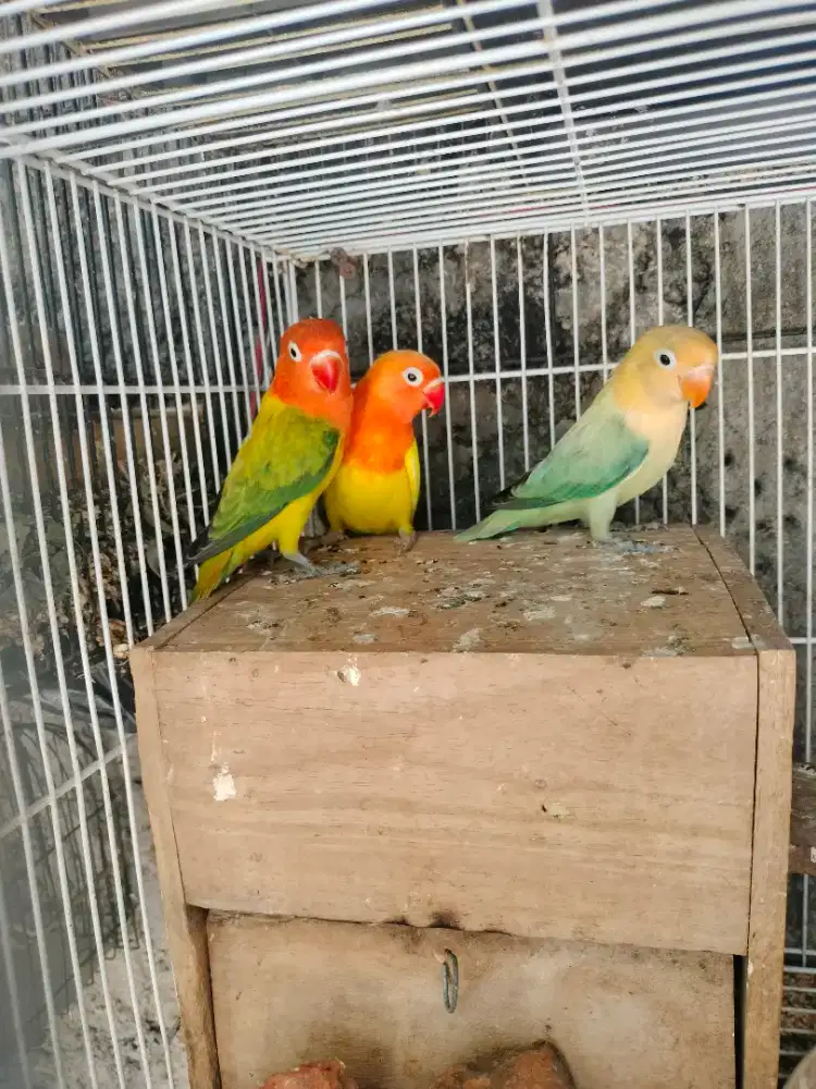 Lovebird siapan