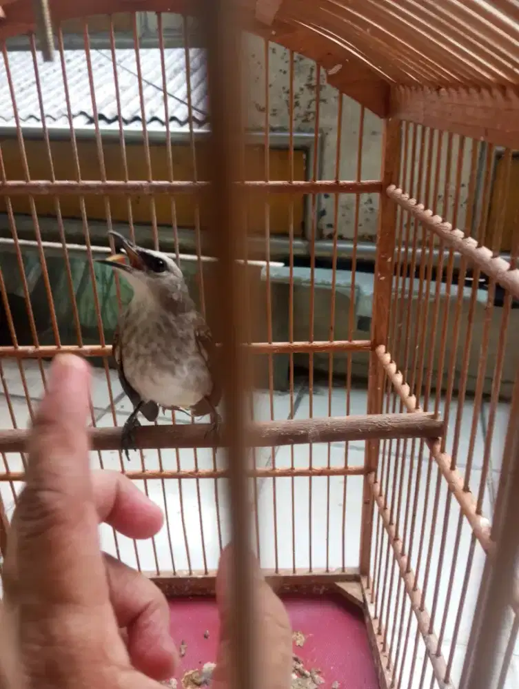 Burung crucuk jinak