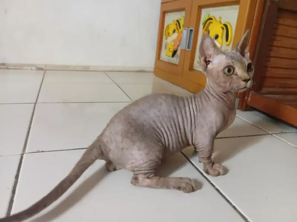 Bambino/sphynk kaki cebol jantan 4bulan