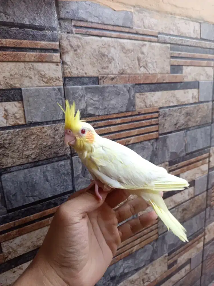 Lolohan falk buat jinakan
