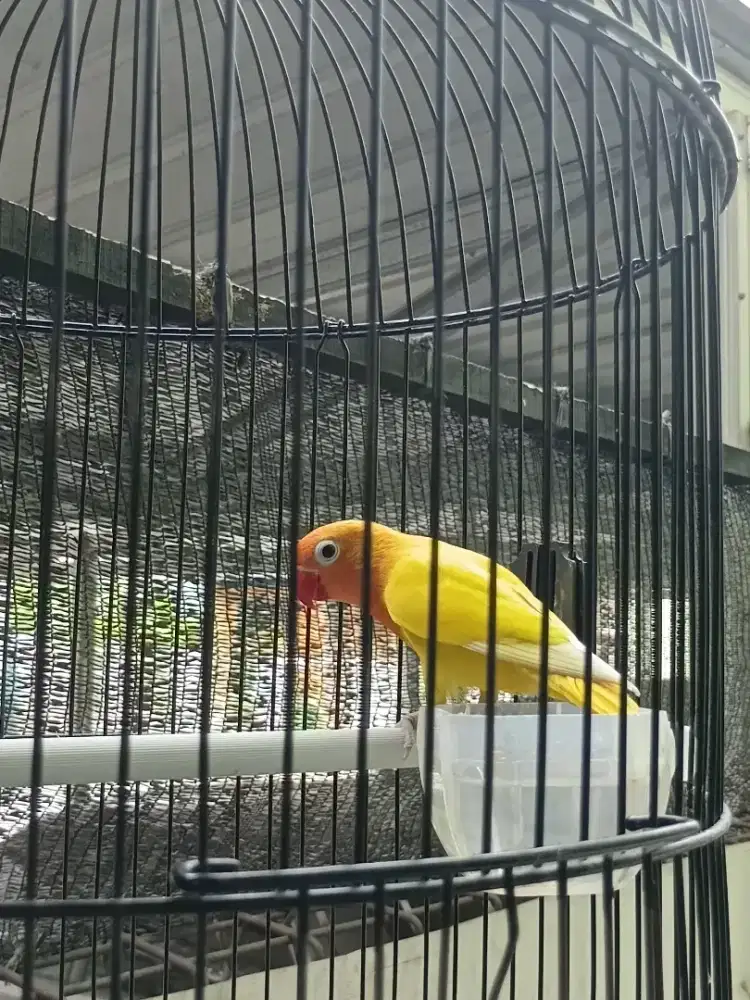 Burung lovebird lutino MH
