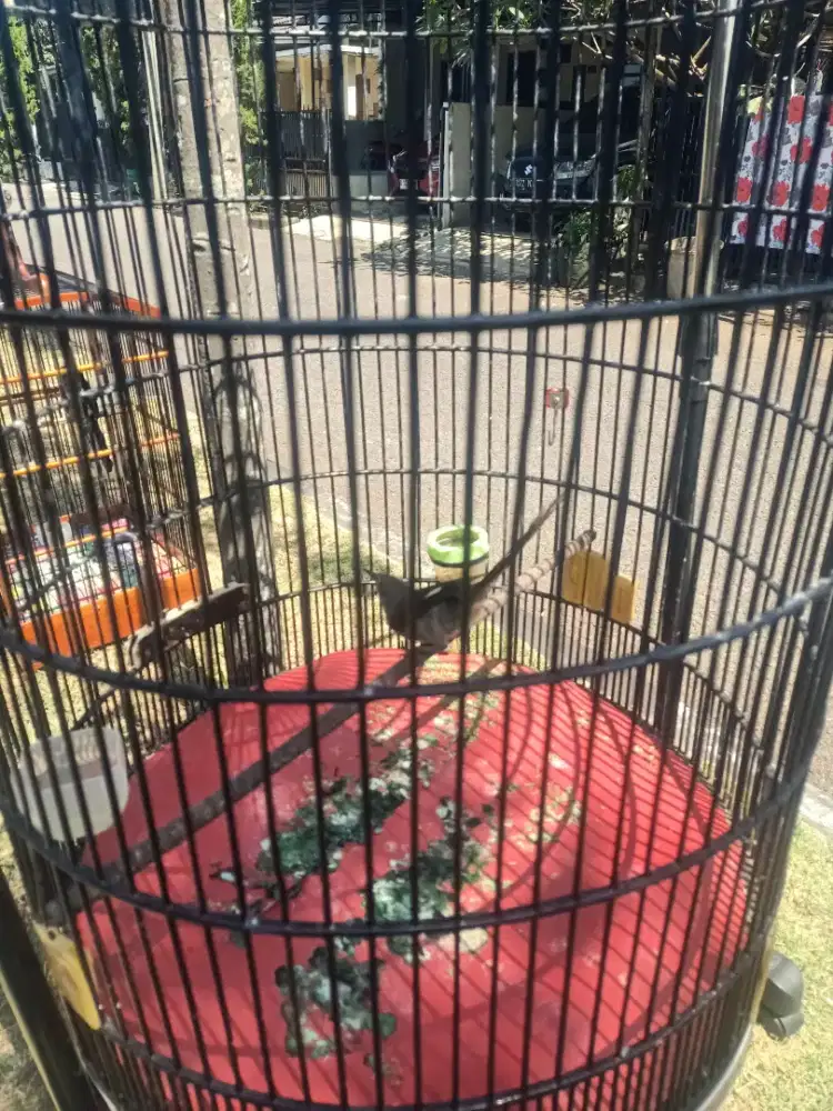 Burung Murai Air