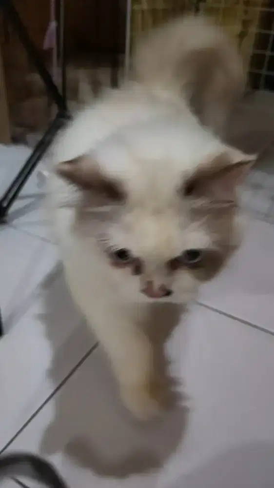 Kucing - Ragdoll - Betina