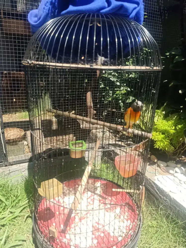 Burung Mantenan Mini