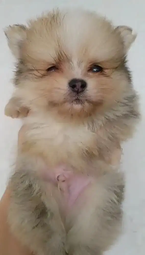 Minipom party color jantan