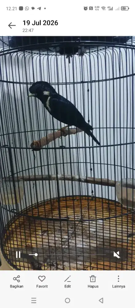Burung Raja Perling