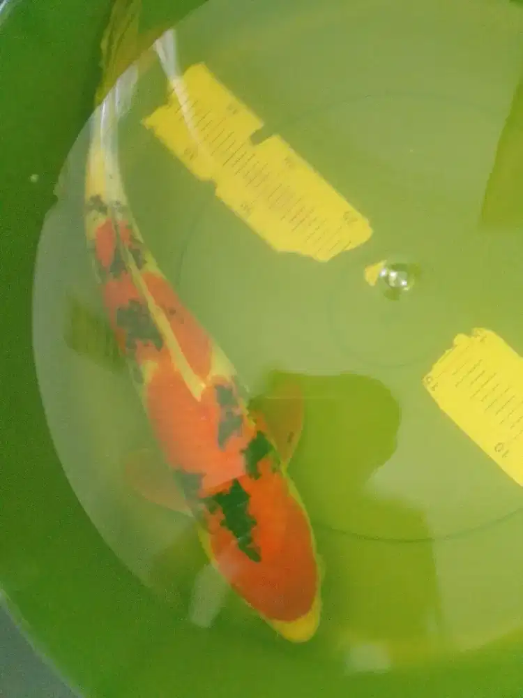Ikan koi jenis Sanke size 36cm bagus pola