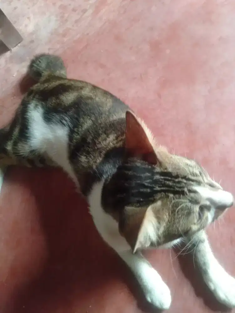 Jual kucing Calico 3 warna.jantan
