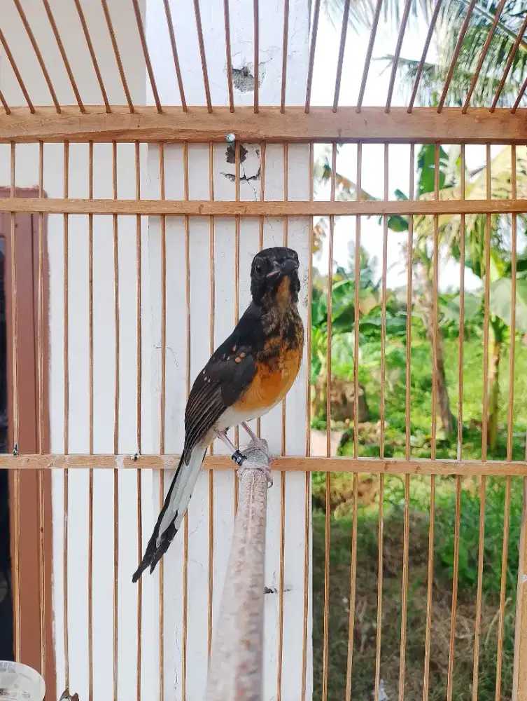 Trotol Murai Batu Jantan Nias x Medan Umur 2 Bulan Poer Total