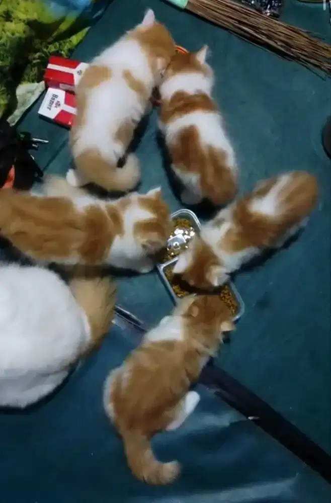 Kitten persia longhair