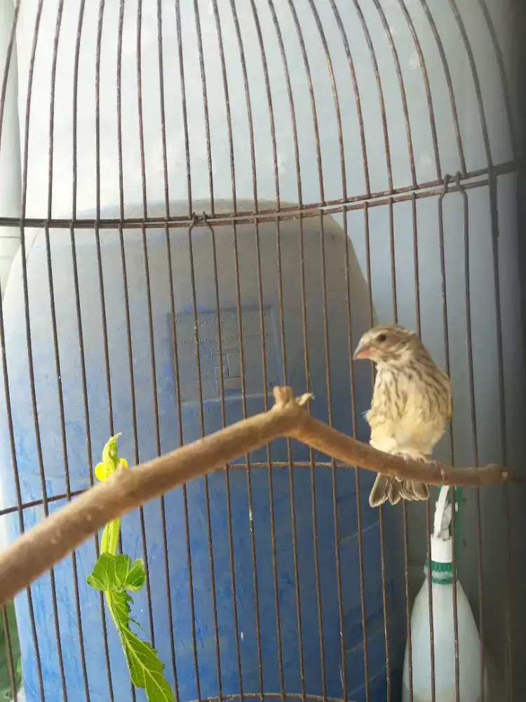Burung blaktroat paud jantan