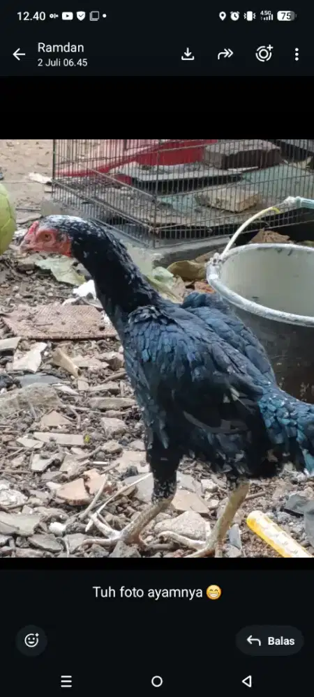 Ayam bangkok betina barter Lovebird sepasang