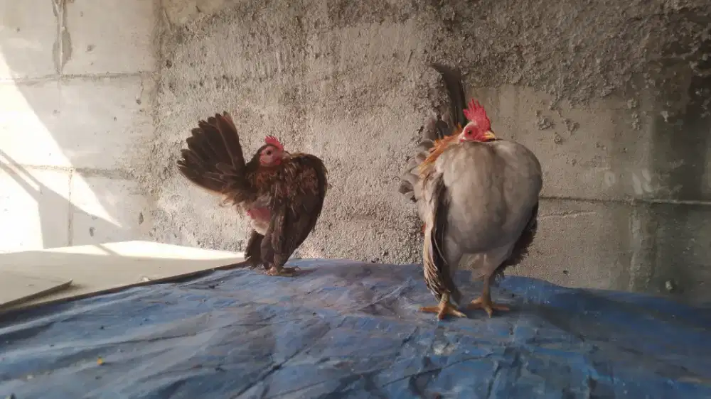 Ayam serama sepasang