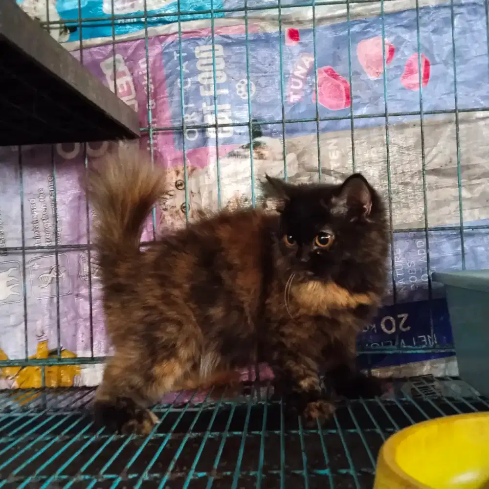 Kitten munckin ns