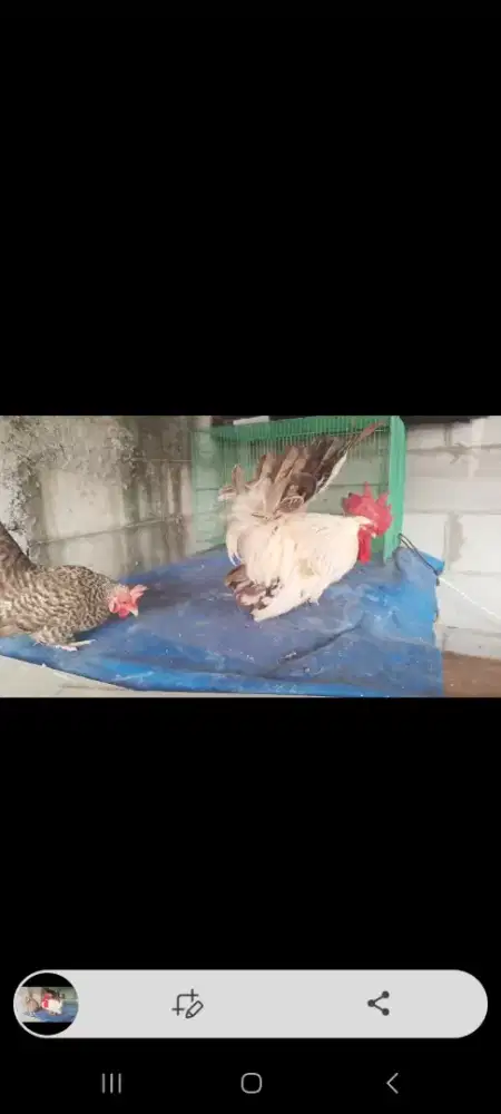 Ayam kate sepasang