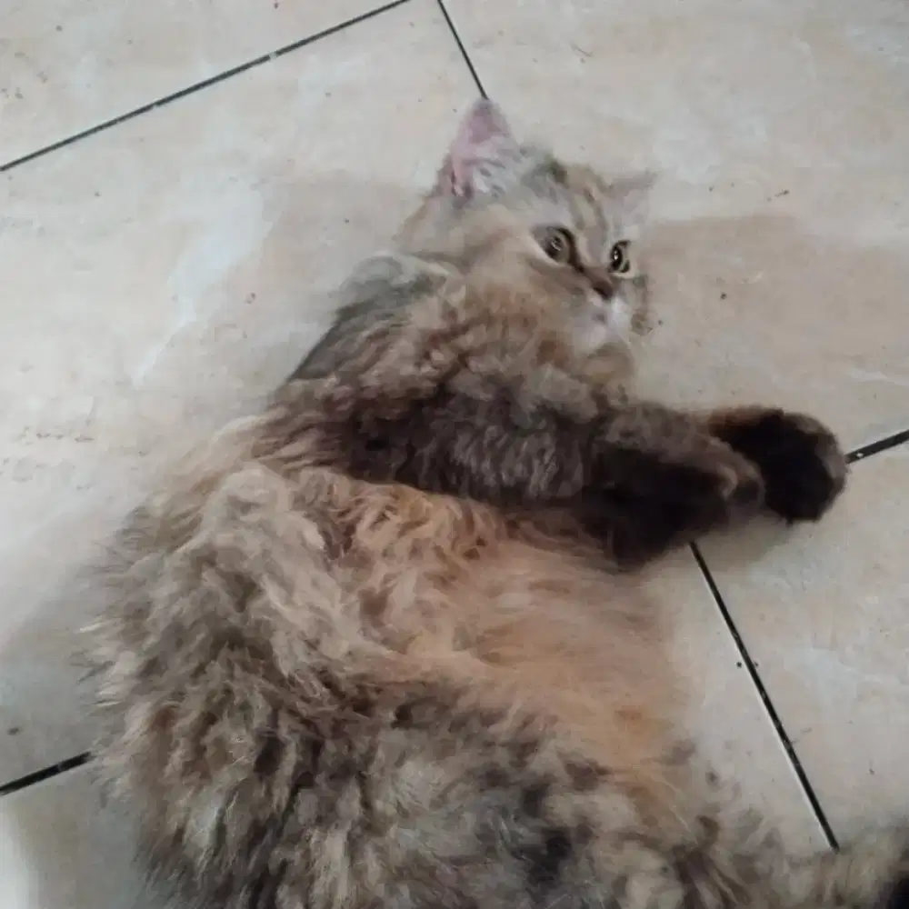 Persia betina dewasa